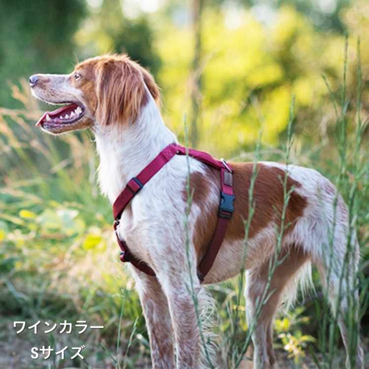 徹底比較 犬用ハーネスのおすすめ人気ランキング18選 Mybest