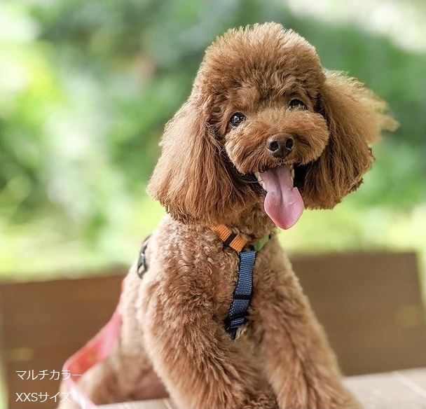 徹底比較 犬用ハーネスのおすすめ人気ランキング18選 Mybest