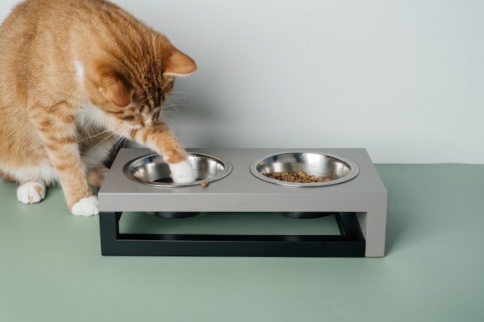 硬度の高い水は猫の飲み水としてはおすすめできない