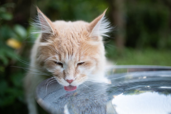 猫の飲み水には「中性の軟水」がおすすめ