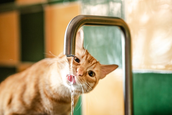 水道水も猫の飲み水として利用可能