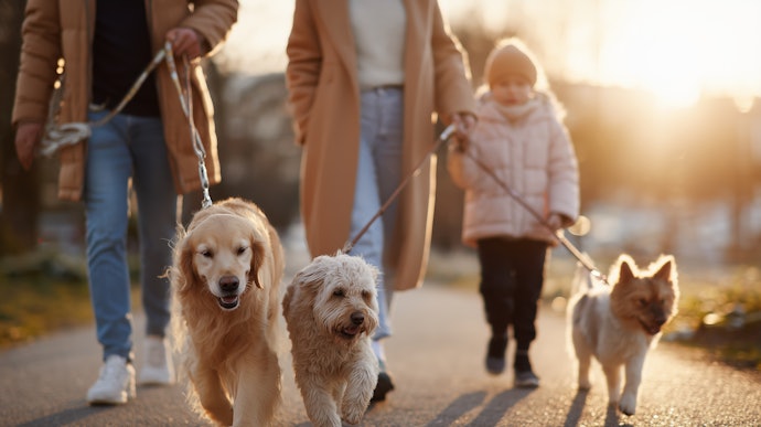 犬の散歩・外出時の寒さ対策は?