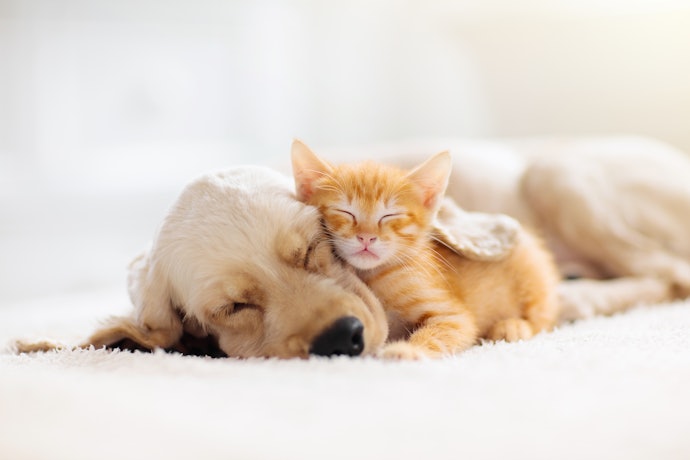 愛犬・愛猫が寒がっているサインを見逃さないようにしよう