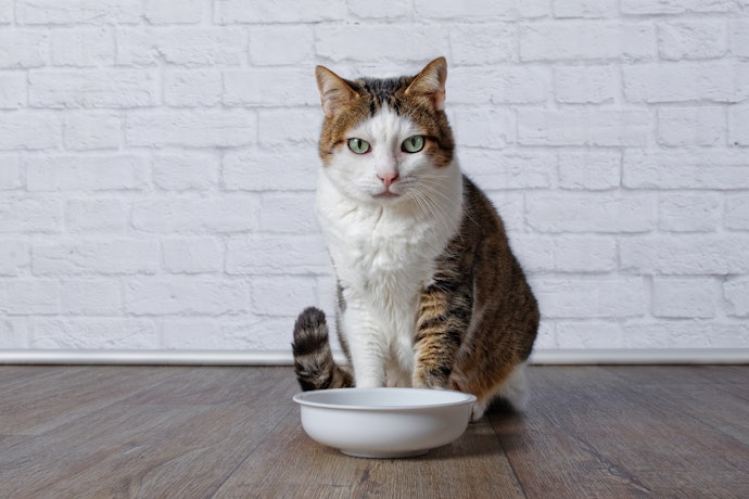 猫にウォーターサーバーの水をあげても大丈夫?