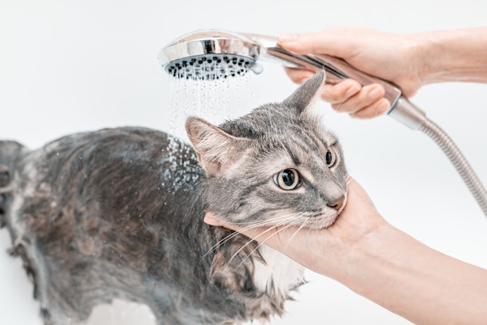 子犬・子猫の洗い方のコツは?温度はどのくらい?