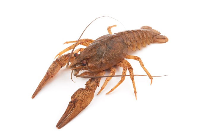 ザリガニが餌を食べない!原因と対処法は?