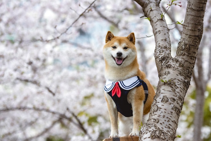 柴犬に服を慣れさせるためのポイントは?