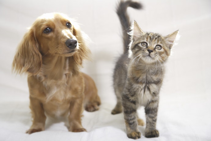 猫も飼っているなら、犬・猫両方の保険内容をチェック