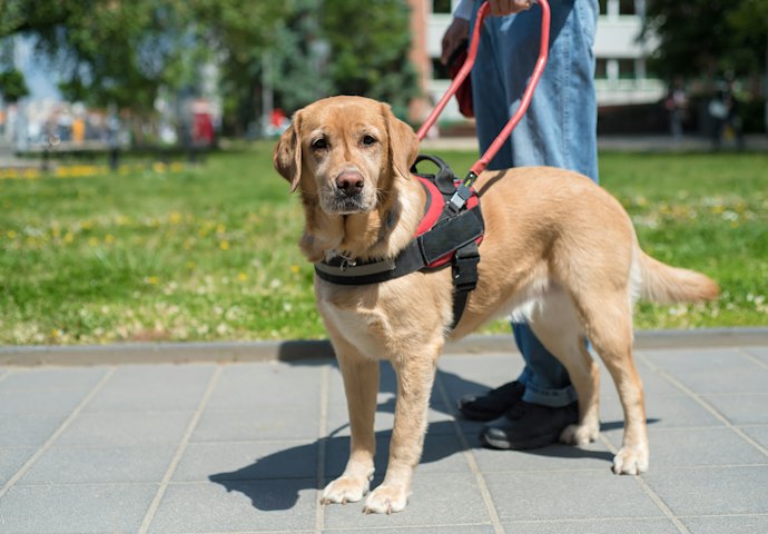 盲導犬も保険の対象になる?