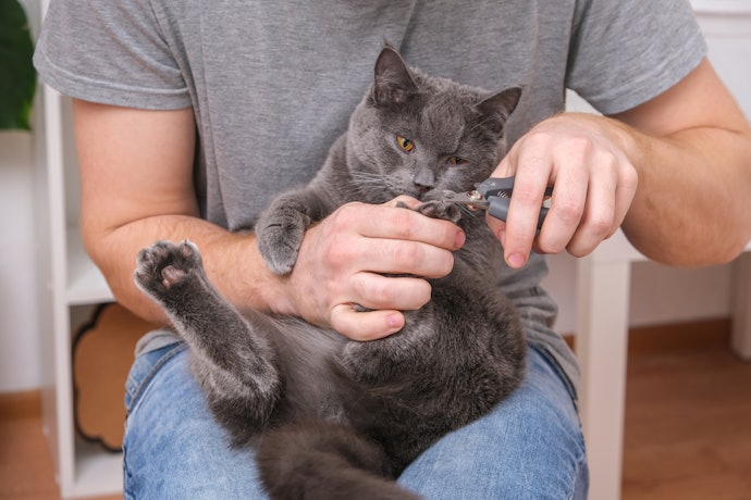 猫の爪切りの方法は?