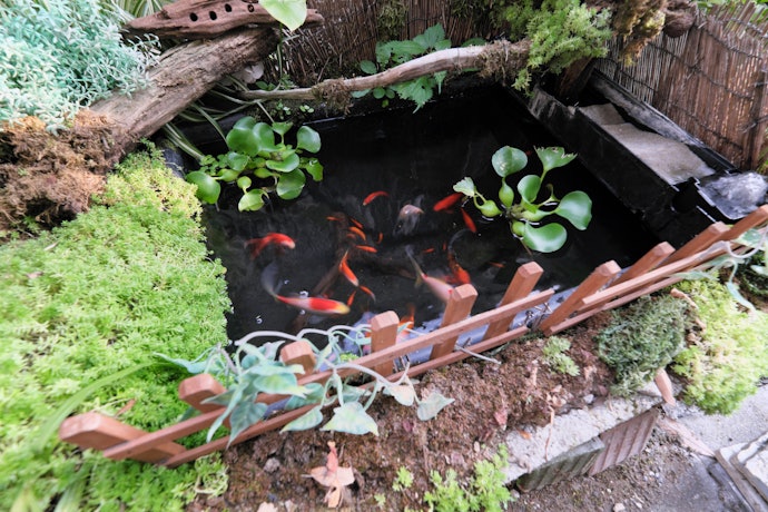 水草の植え方は?土を入れてもいいの?