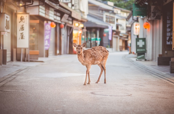 早割やセット割を使って、お得に奈良旅行を楽しもう