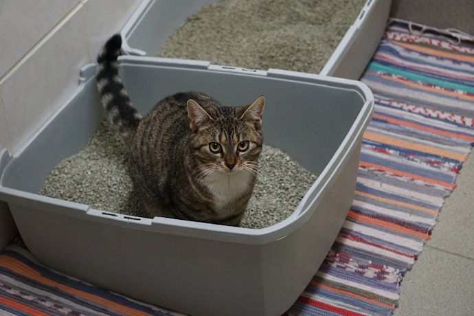 猫用トイレマットは別のアイテムでも代用できる?