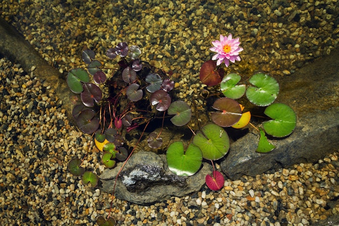 ビオトープに入れる水草の量は?増えたらどうする?