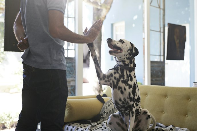 リードを嫌がる犬にはどう対処すればいいの?