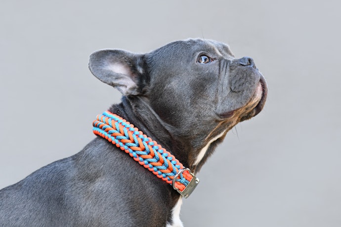おしゃれな犬用首輪を手作りしたい!作り方は?