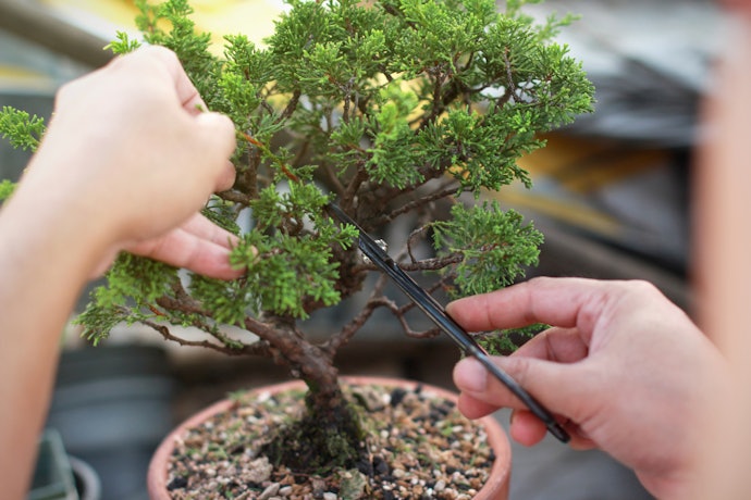 ミニ盆栽の作り方や育て方は?