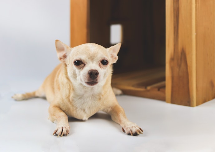 愛犬がペットハウスを使ってくれないときは?