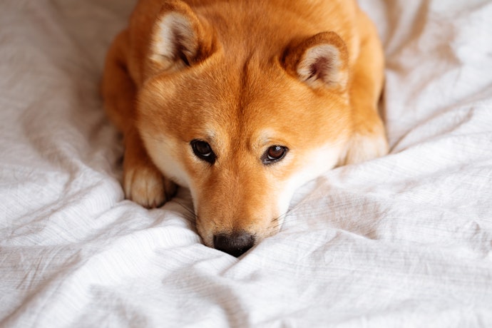 柴犬がドッグフードを食べない場合の対処法は?