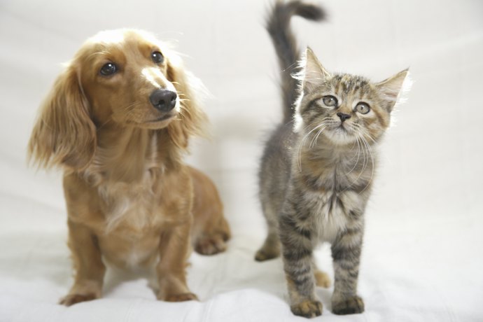 猫も飼っているなら、犬・猫両方の保険内容をチェック
