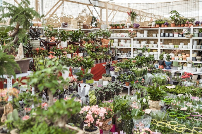 ミニ盆栽はどこで買える?売ってる場所は?