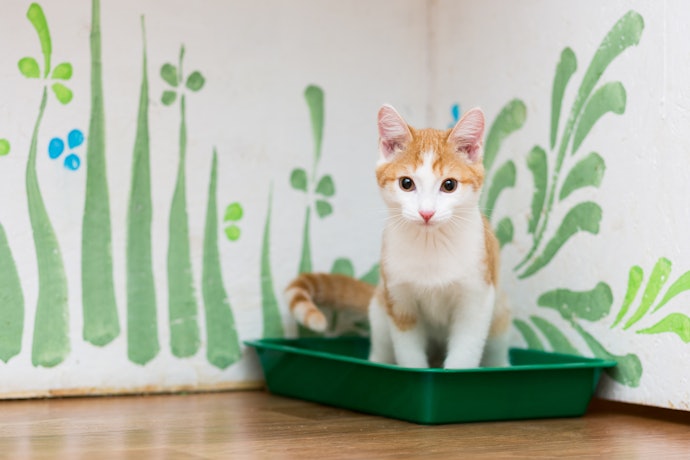 猫用ペットシーツのみの使用は基本的にNG!