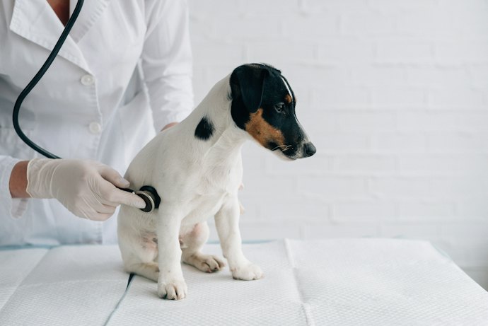 犬の定期健診の頻度は?
