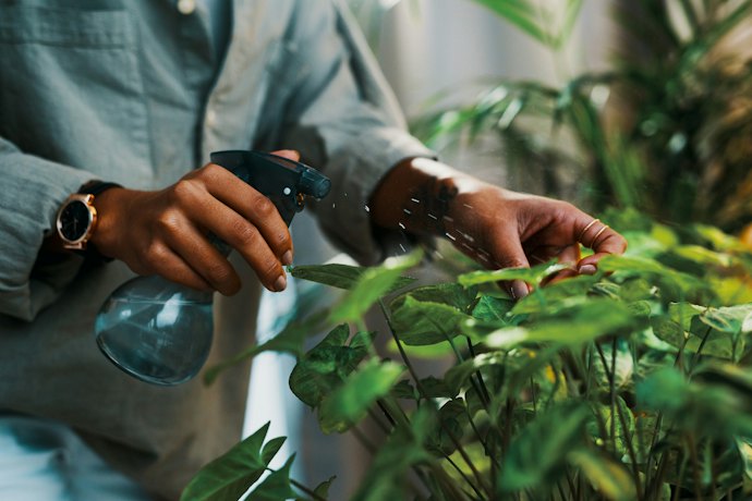 観葉植物に虫が発生したときの駆除方法は?