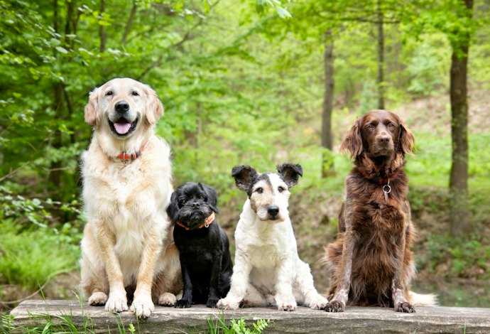 ミックス犬の場合、保険料はどの分類で確認すべき?