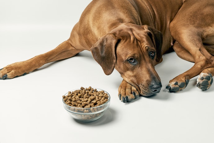 シニア犬がおやつしか食べないときはどうする?