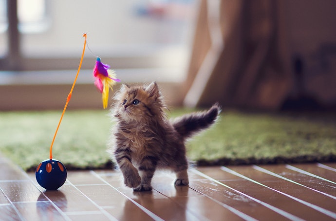 子猫をケージから出す時間は?