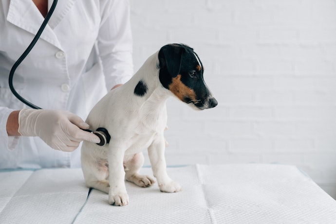 犬の定期健診の頻度は?