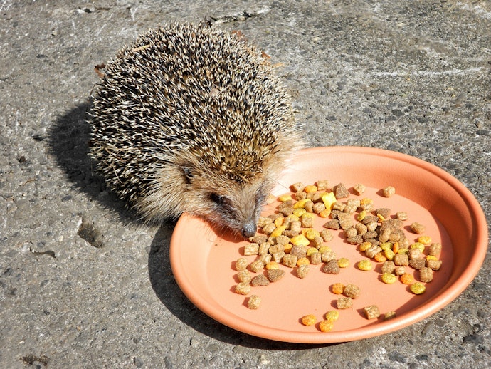 ハリネズミの餌の代用品は?与えてはいけないものは?