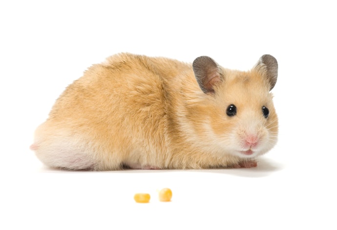 ハムスターがおやつしか食べないときはどうする?
