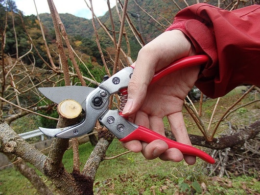 剪定バサミの使い方は?うまく切るコツはある?