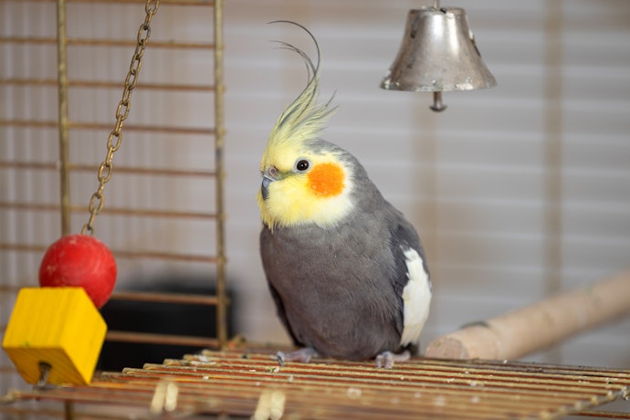 インコ用ヒーターの代用品はある?