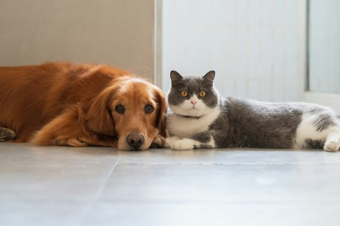 犬も飼っているなら、犬・猫両方の保険内容をチェック