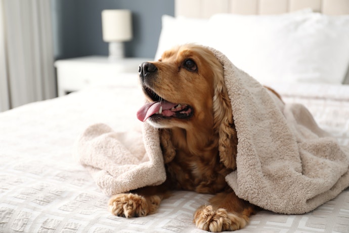 犬用介護ハーネスを手作りで試してみたい!作り方は?