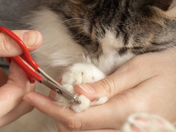 猫を爪切りに慣れさせる方法は?