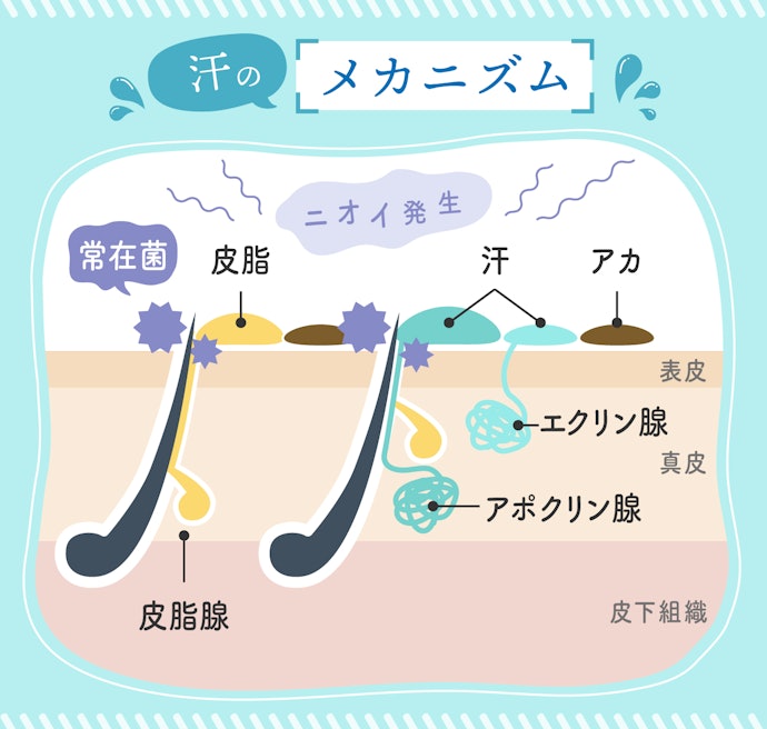 汗はどうして臭うの?