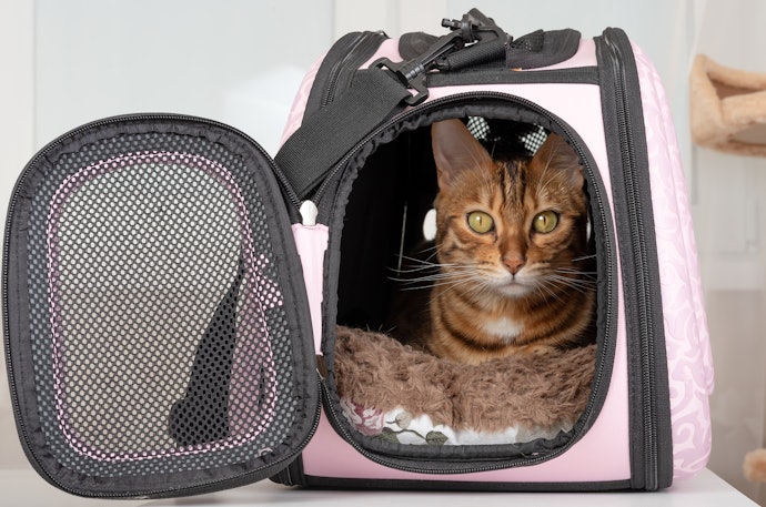 猫がいざというときに安心できるよう、キャリーバッグに慣らしておこう