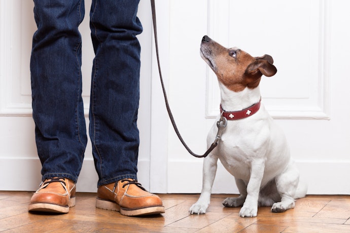犬用リードの正しいつけ方とは?持ち方とは?