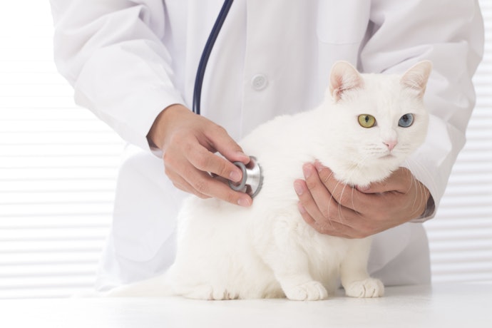 猫の定期健診はどのくらいの頻度で行くべき?