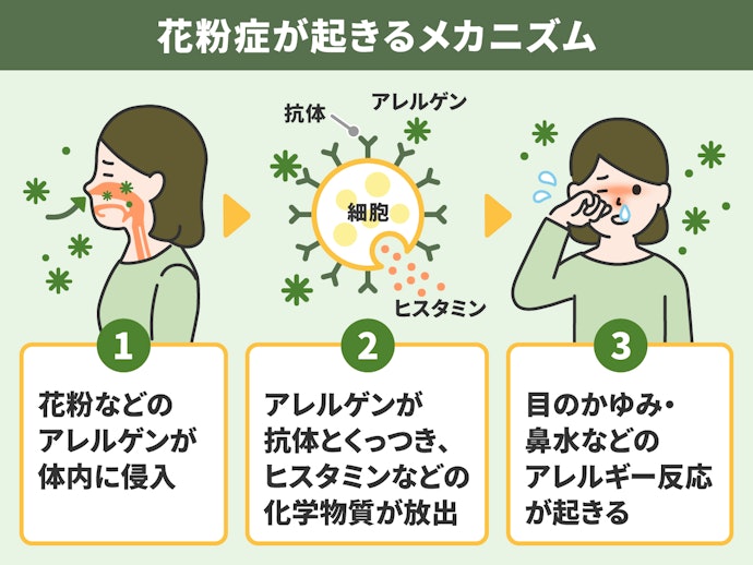花粉症が発症する主な原因と症状とは?