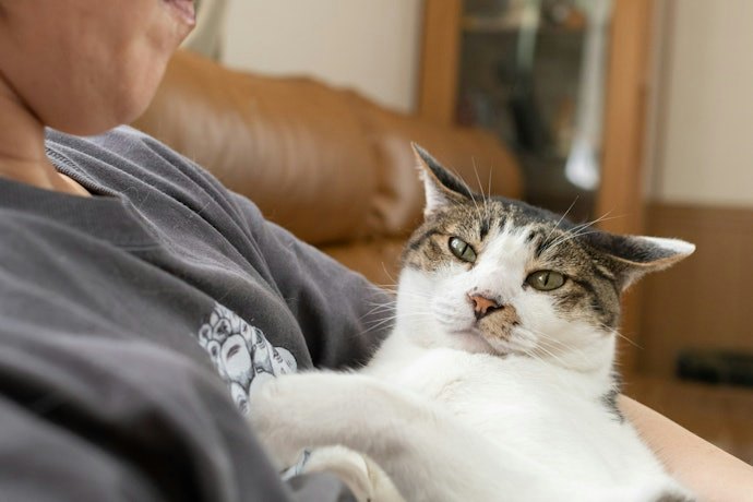 猫のペット保険は終身で加入できる?