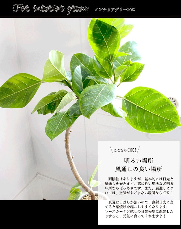 フィカス・アルテシマの育て方は?