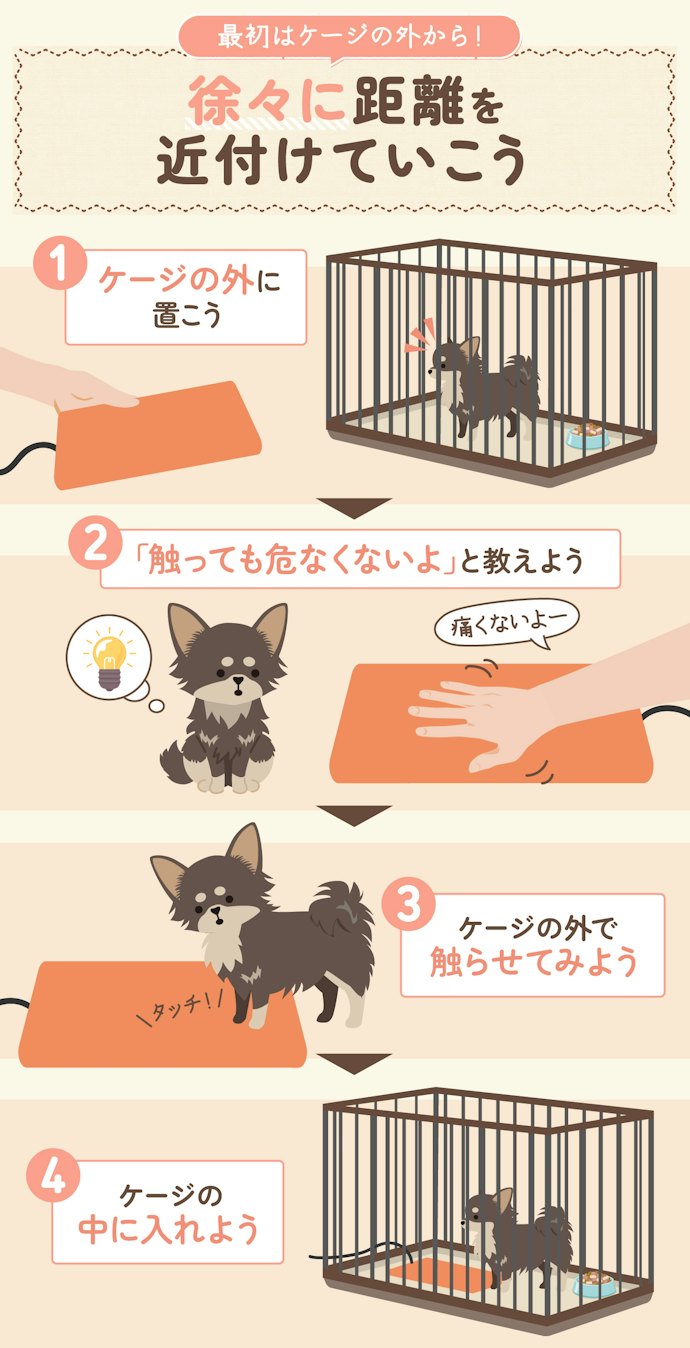 ペット用ホットカーペットに慣れてもらうにはどうしたらいいの?