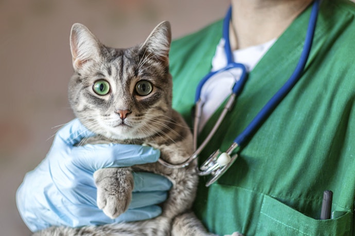 動物病院は受診すべき?