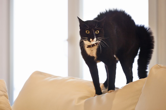 猫が首輪を嫌がる!慣れさせるコツはある?