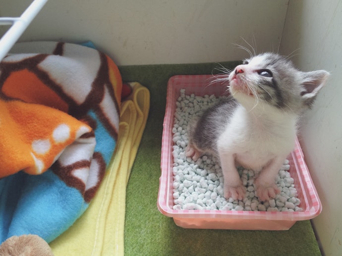子猫用ケージのレイアウトはどうしたらいい?